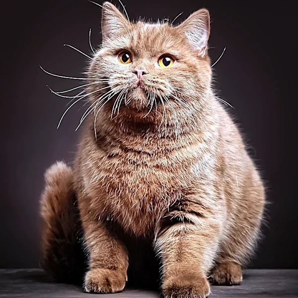 Xzibit Shares Secrets to His Cat's Longevity, Captivating Fans