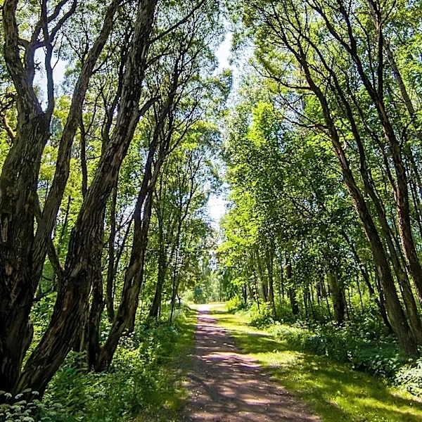 Guided Forest Bathing Session at Cleary Lake Regional Park Aims to Reduce Stress
