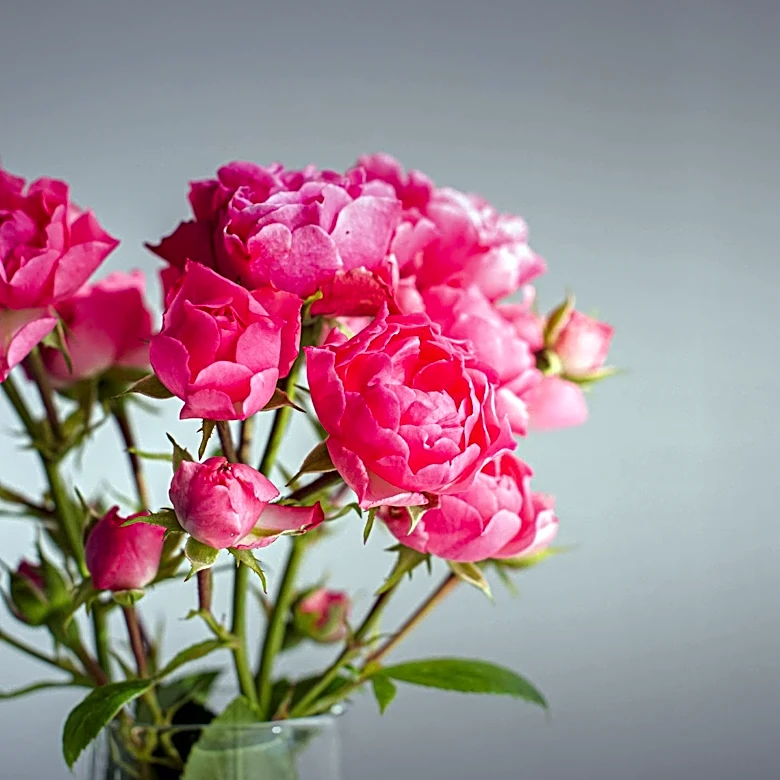 Joanna Gaines Promotes Pink as a Versatile Garden Color Trend