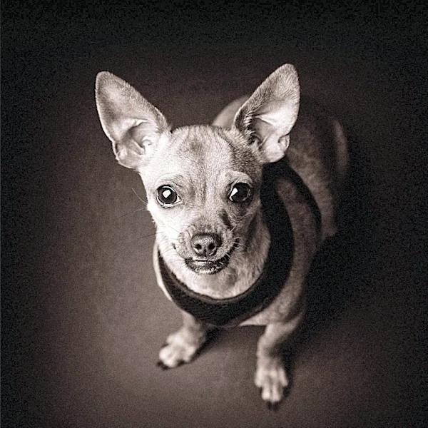 Furry Friend Finder Introduces Pablo, a Charming Chihuahua