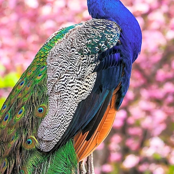 Comcast Plans to Spin Off NBCUniversal as Peacock Streaming Service Turns Profitable