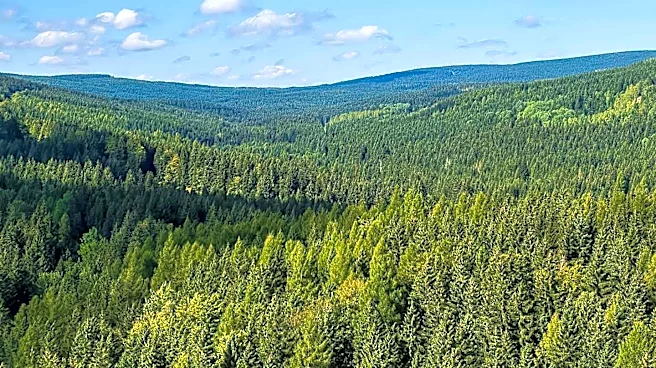 Weyerhaeuser Set to Announce Q2 Earnings Amid Market Anticipation