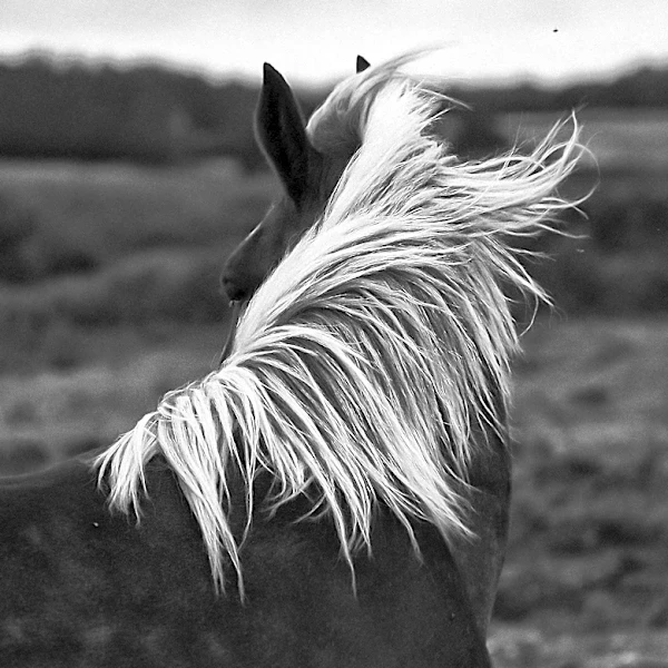 Searchlight Pictures' 'Wild Horse Nine' to Premiere at Venice Film Festival