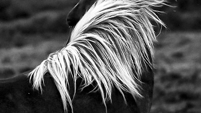 Searchlight Pictures' 'Wild Horse Nine' to Premiere at Venice Film Festival