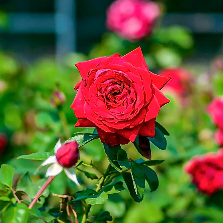 Garden Experts Advise on Rose Care for July to Ensure Blooming Success