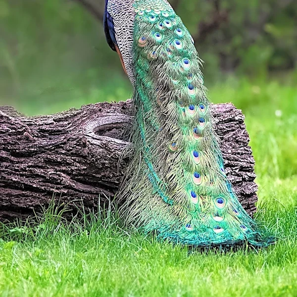Peacock Streaming Service Achieves Record Subscriber Growth Due to World Cup Coverage