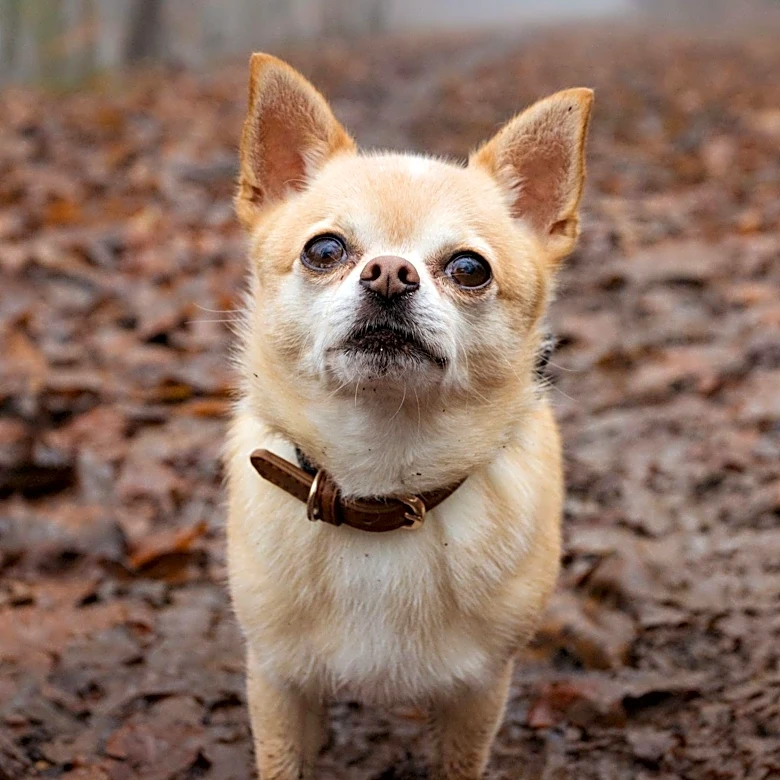 Furry Friend Finder Introduces Pablo, a Sweet-Natured Chihuahua
