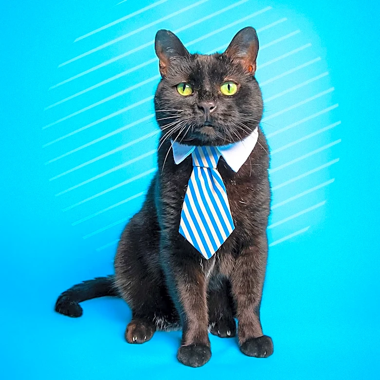 Black Cat Secures Multi-Million-Pound Investment from BGF to Expand Operations