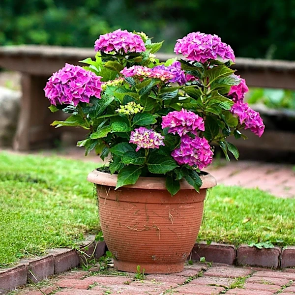 Groundbreaker Hydrangeas Introduced in the U.S. as New Groundcover Option