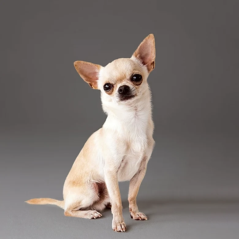 CBS News Introduces Pablo, a Chihuahua Seeking a New Home