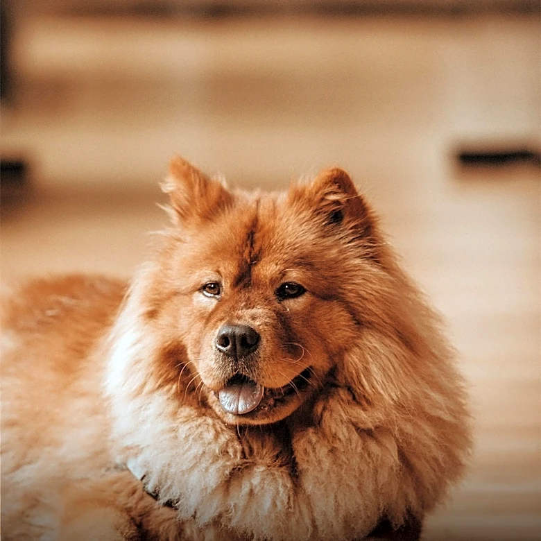 Top Dog Breeds for Homebodies and Relaxed Lifestyles