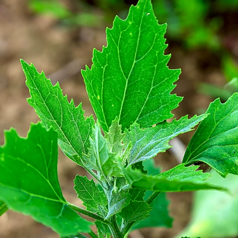 Indica vs Sativa: Reevaluating Cannabis Classifications