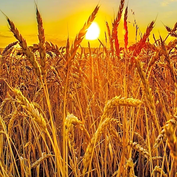 Wheat Prices Decline Amidst Market Volatility and Export Data