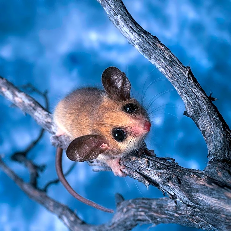 USC Study Finds Low-Protein Diet Helps Aging Mice Lose Fat While Preserving Muscle