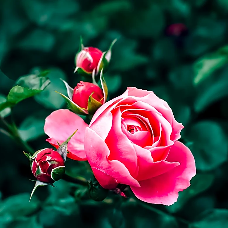 Grace Rose Farm Emphasizes Passion and Community in Rose Cultivation