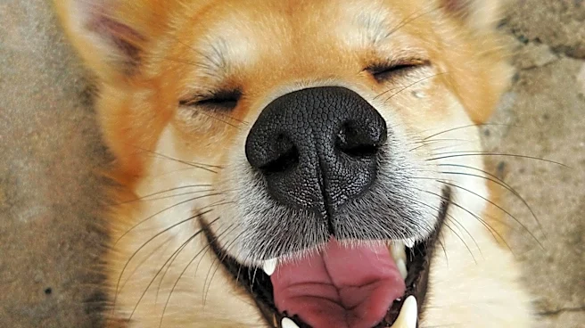 Primitive Probiotics: A New Approach to Dog Gut Health Without Prebiotics