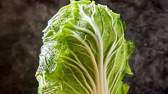 Cabbage Gains Popularity as a Versatile and Nutritious Food Option