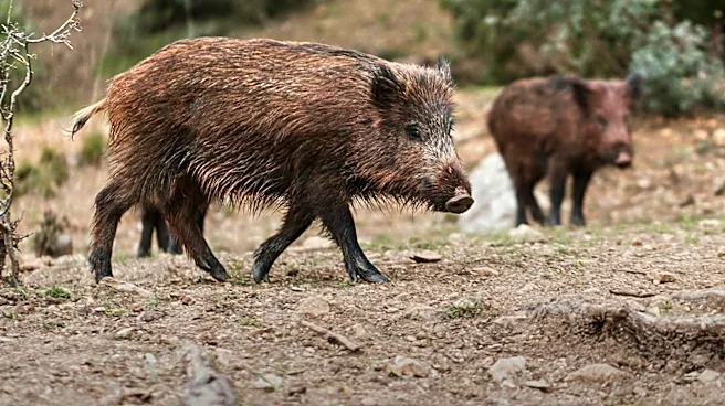USDA Allocates $35 Million for Feral Swine Reduction Efforts