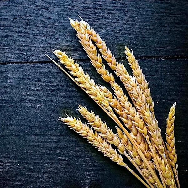 Wheat Prices Under Pressure Amid Black Sea Tensions and Export Data