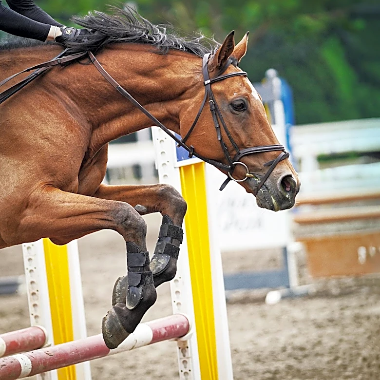Team Israel Triumphs in CSIO3* Nations Cup at Traverse City