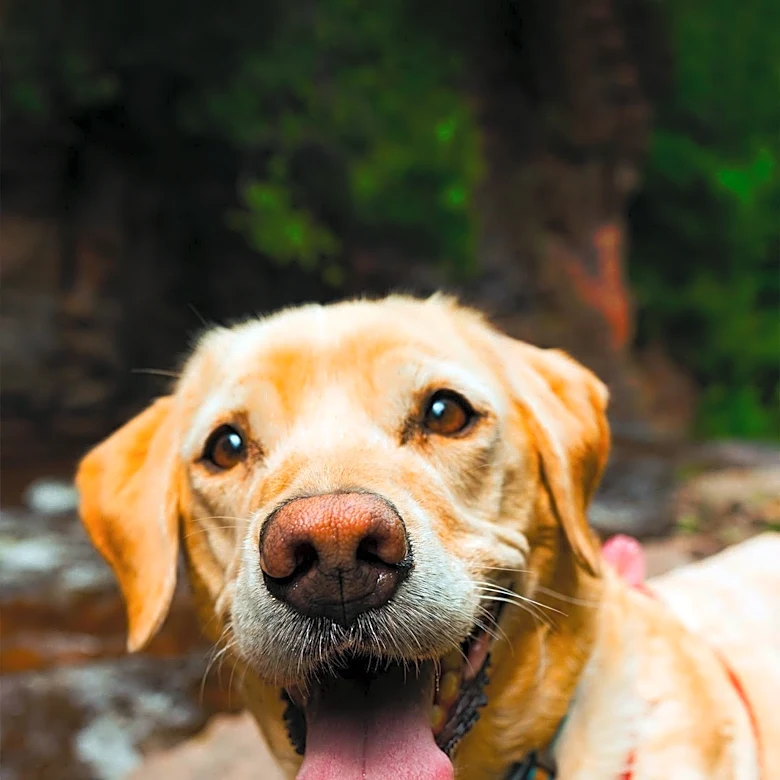 Labrador Retrievers Remain America's Top Dog Breed in 28 States