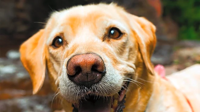 Labrador Retrievers Remain America's Top Dog Breed in 28 States