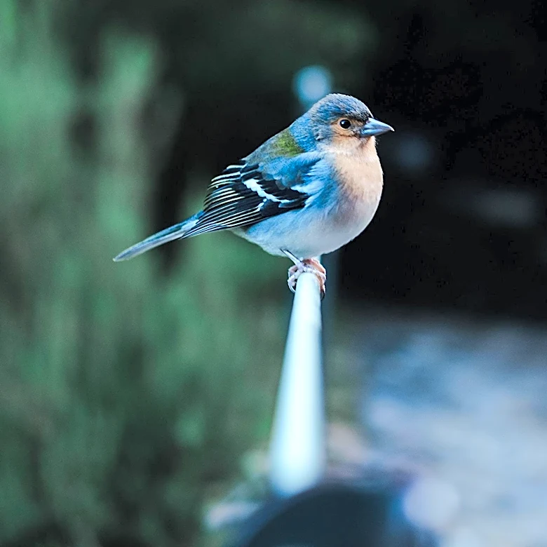 Birding Gains Popularity in Austin as a Way to Connect with Nature