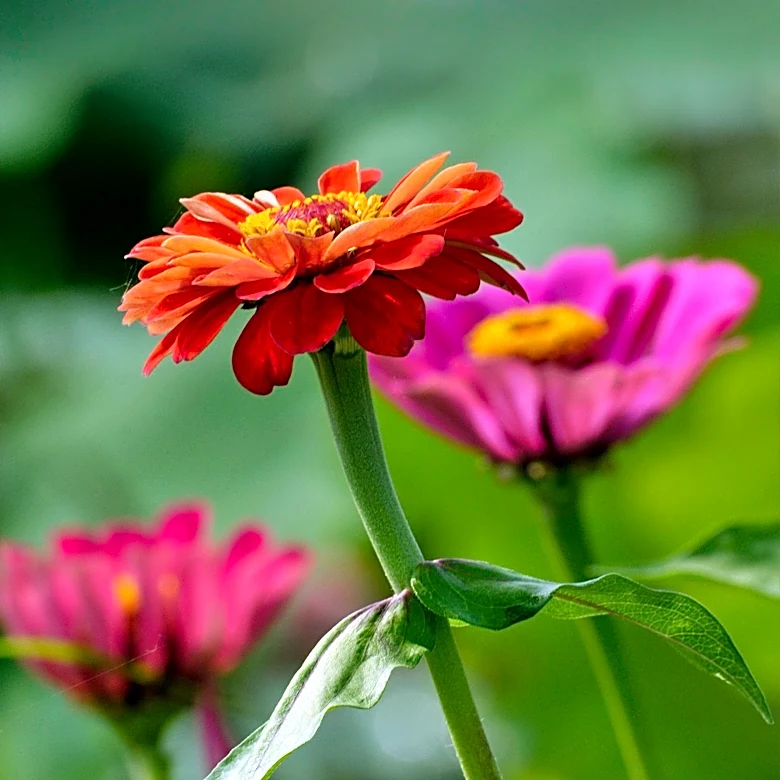 Zinnias Emerge as a Popular Alternative to Dahlias in Gardens