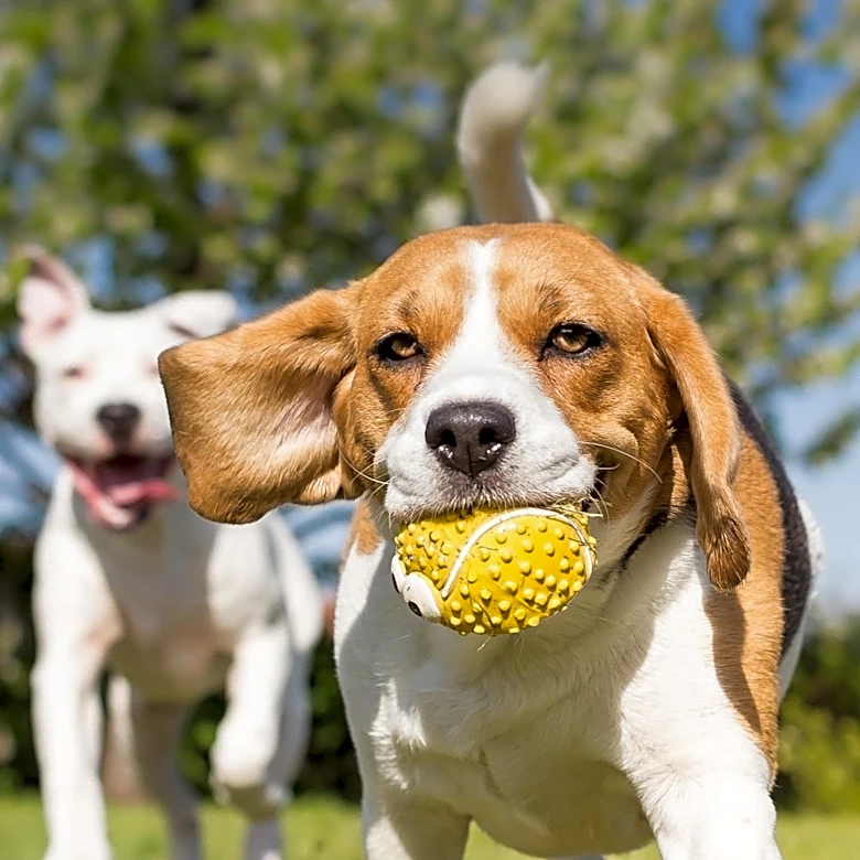 Dog Park Etiquette Mistakes Highlighted as Potential Risks for Pets