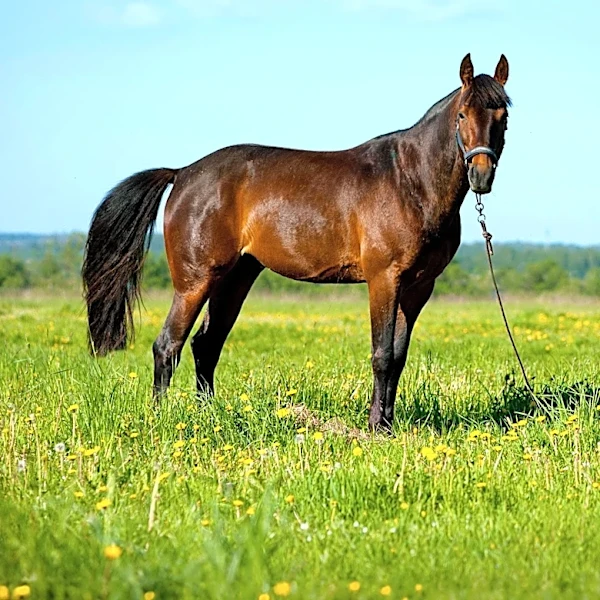 Retirement of Former Preakness Stakes Winner Journalism Announced Due to Injury
