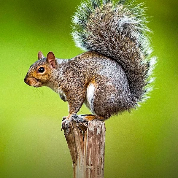 Iowa's White-Tailed Squirrels: A Genetic Mystery Unveiled