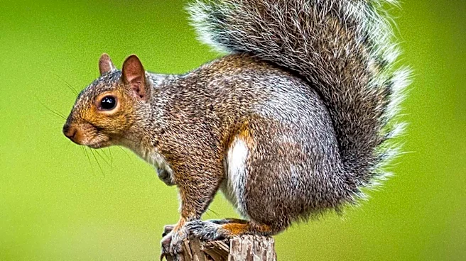 Iowa's White-Tailed Squirrels: A Genetic Mystery Unveiled