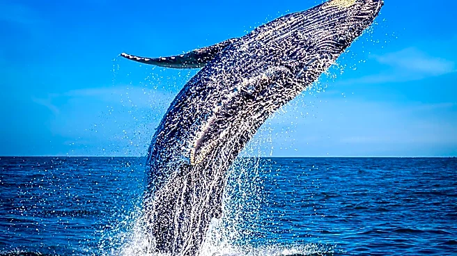 Cape Cod Whale Watching Offers Extended Marine Adventure
