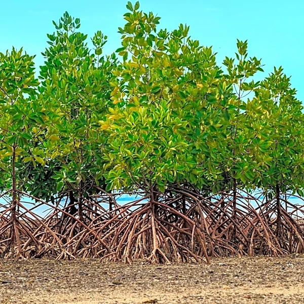 Mangrove Photography Awards Highlight Environmental Challenges