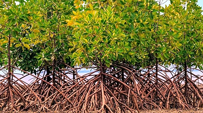 Mangrove Photography Awards Highlight Environmental Challenges