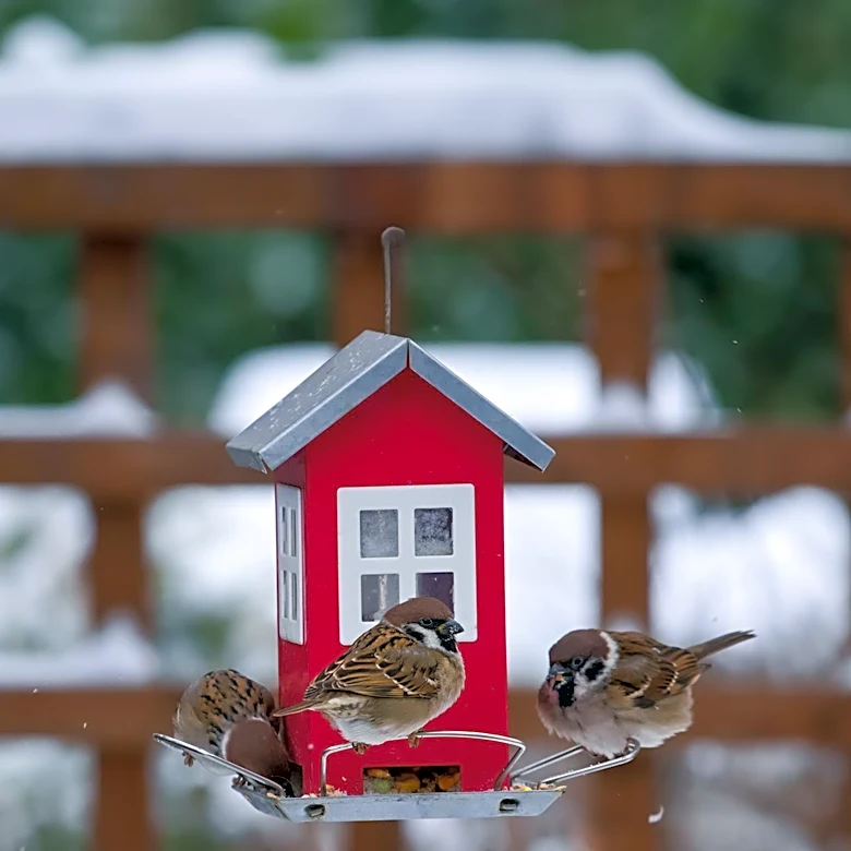 Bird Enthusiasts Advised on Maintaining Feeder Activity During Summer