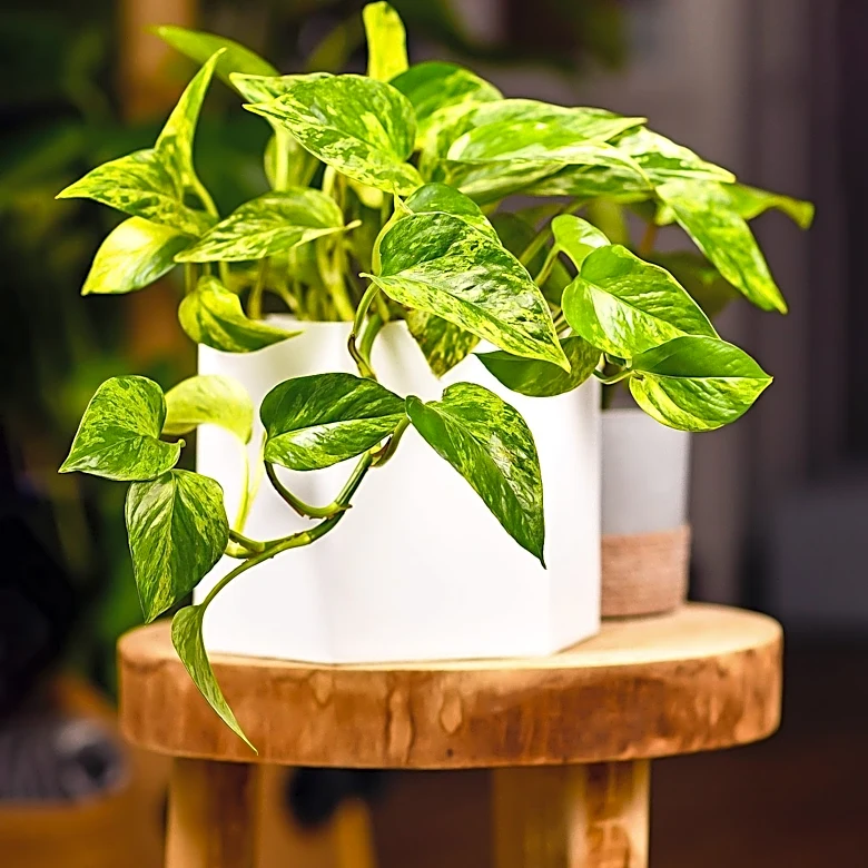 July Care Tips for Pothos: Ensuring Healthy Growth and Fuller Leaves