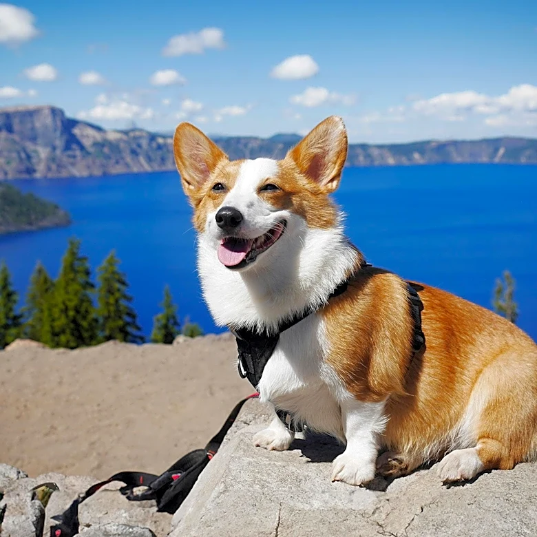 Dog-Friendly Campgrounds in Oregon Offer Pet-Friendly Outdoor Adventures