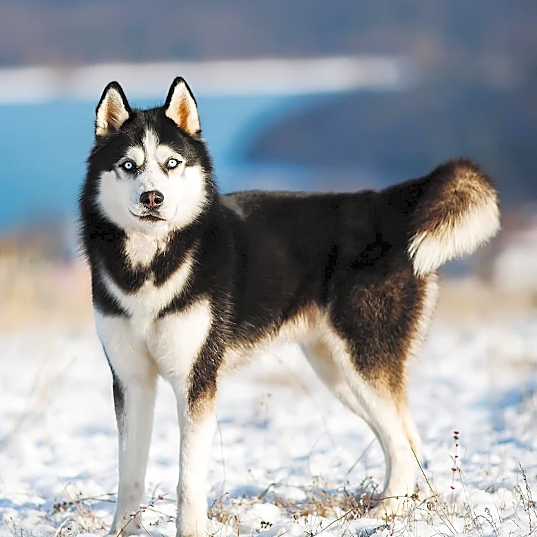 GPGI Faces Securities Fraud Class Action Over Alleged Misstatements in Husky Acquisition
