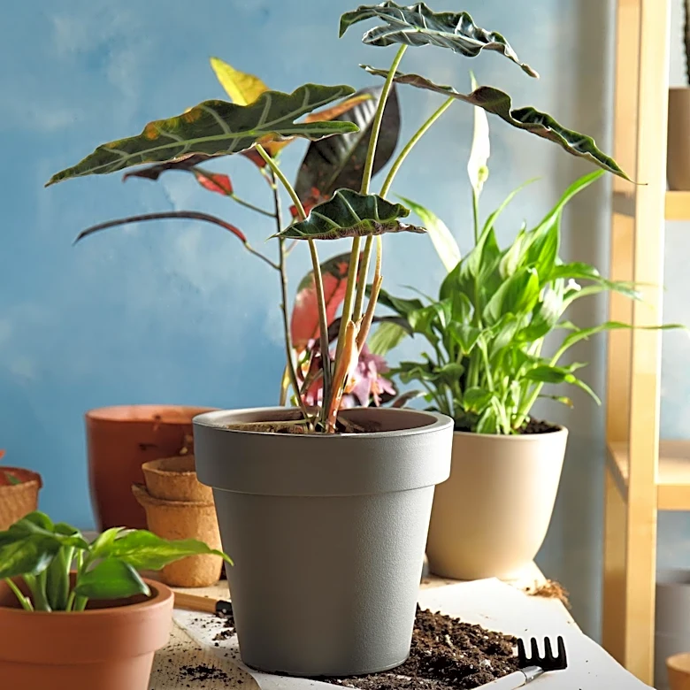Apartment Gardening: Essential Tips for Beginners