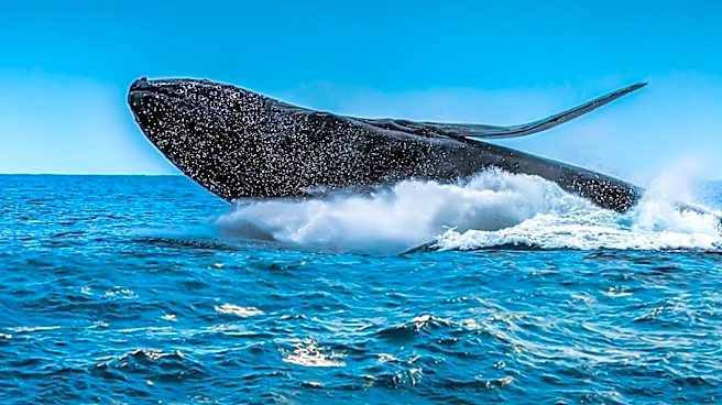 Cape Cod Whale Watching Tour Offers Extended Marine Adventure