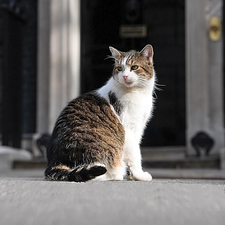 Piers Morgan Criticized for Comments on UK Prime Minister's Cat