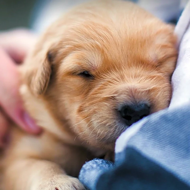 Rescue Puppy Overcomes Fear and Finds Safety with New Human Companion