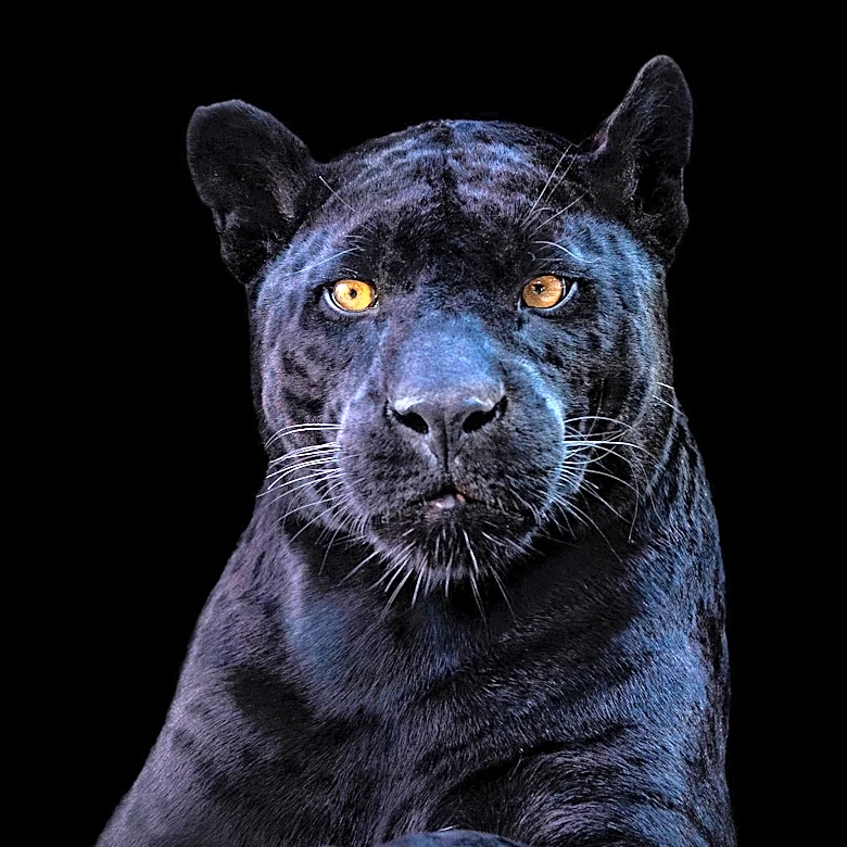 David Jonsson Cast as New Black Panther Following Secret Meeting