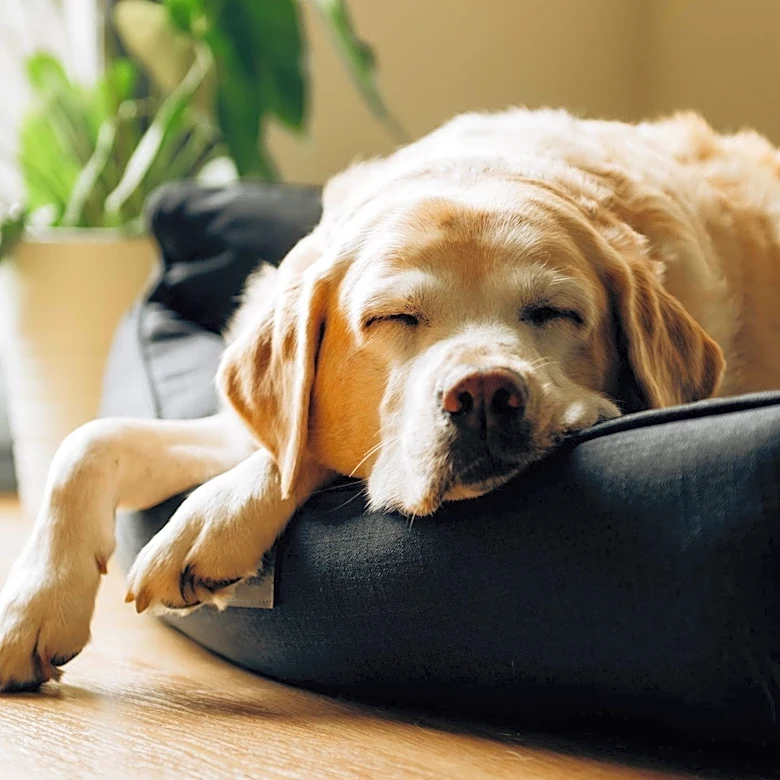 Wondercide Offers Natural Flea and Tick Solutions for Pets and Homes