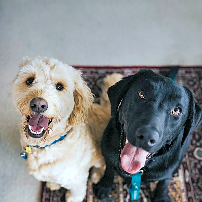 Massachusetts Dogs Oliver and Macaroni Seek New Homes Through Adoption Program