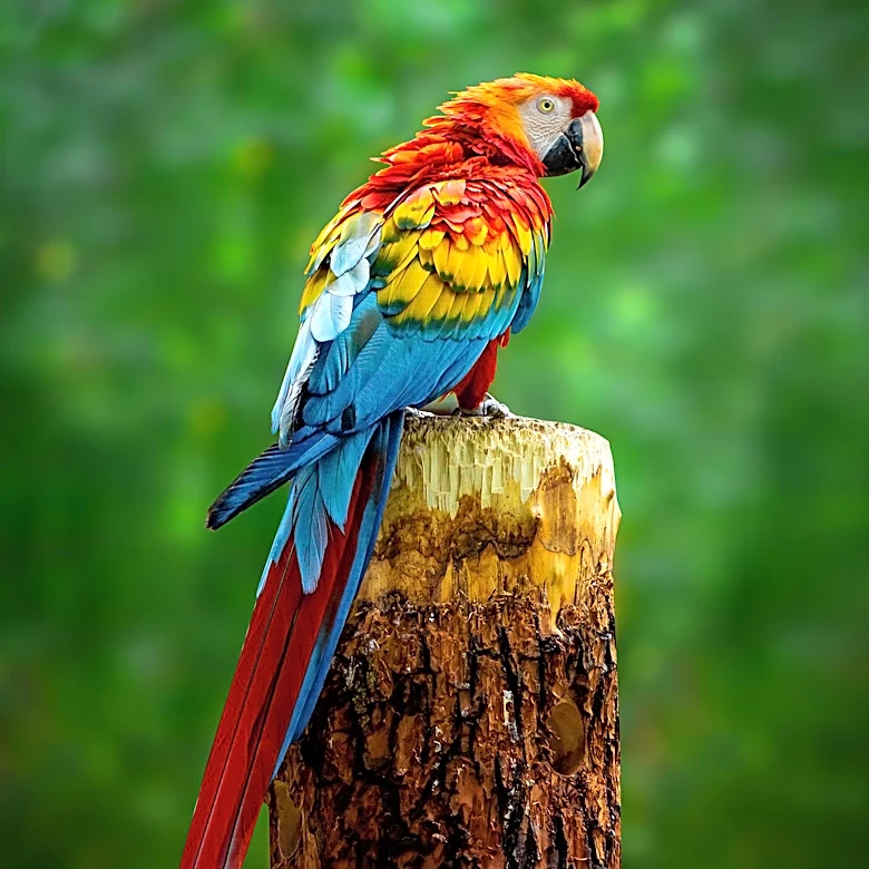 Breezy Parrot Rescue Expands Mission to Provide Permanent Homes for Parrots