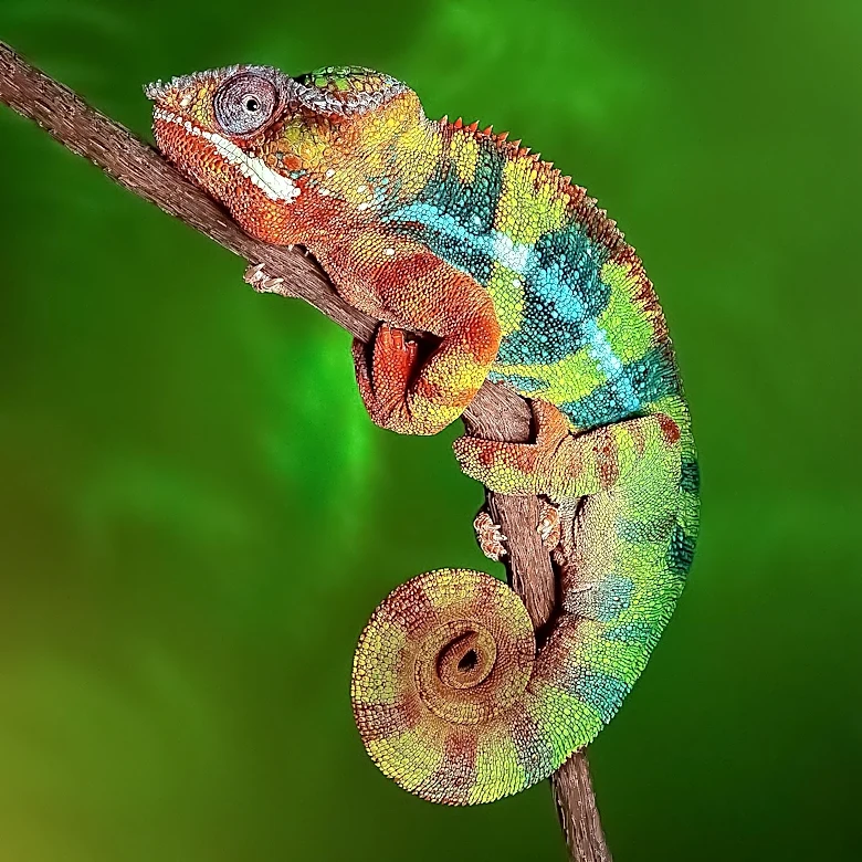 Meccha Chameleon Faces Malware Scare and Discord Hack