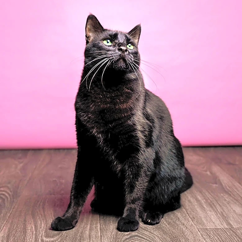 Stage 13 Returns to New York with 'Black Kat in Brooklyn' After 15-Year Hiatus