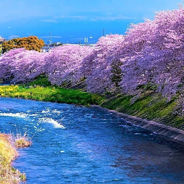 Japan Seeks Foreign Bank Support for $33 Billion U.S. Natural Gas Investment